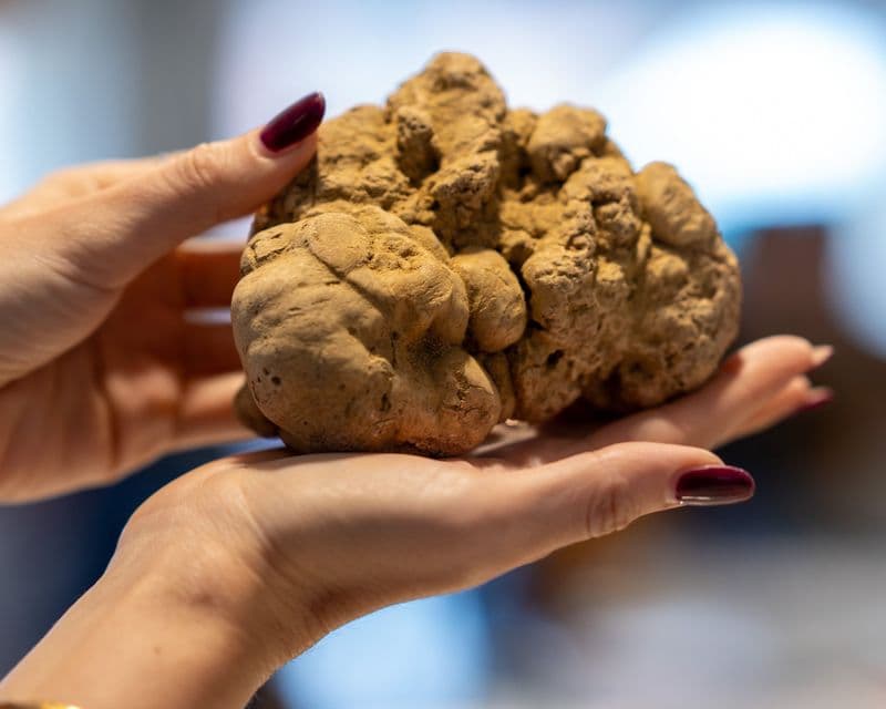 EVENTI – Alla Fiera del Tartufo di Alba la sfida tra intelligenza naturale e artificiale
