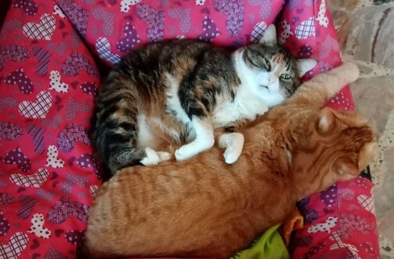 CASTELLAMONTE-CUORGNE' - La loro mamma umana finisce in ospedale, due dolci gatte cercano una nuova famiglia