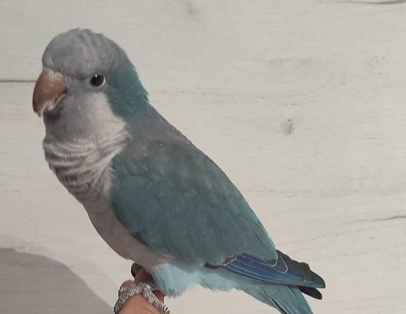 BORGARO TORINESE - Trovato un parrocchetto monaco blu in via Gramsci: ora è al Canc