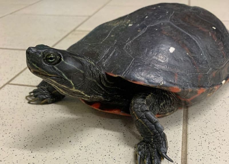 BORGARO - Trovata una tartaruga «Pseudemys Rubriventris» in via Gramsci
