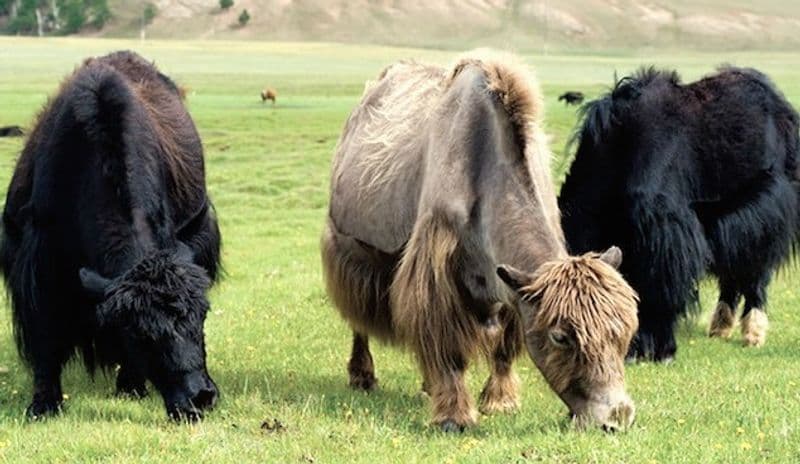 VALCHIUSA - Il morbo della lingua blu uccide cinque yak dell'allevamento di Inverso: allarme in tutta la Valchiusella