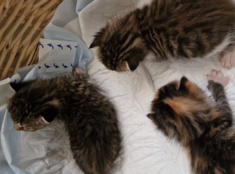 BORGOMASINO - Cane salva tre micini abbandonati in una busta di plastica