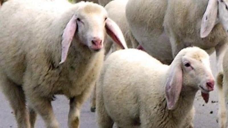 CANAVESE - Lingua blu: «Insostenibile emergenza per gli allevatori, servono vaccini e controlli»