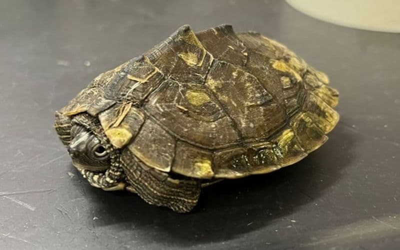 SAN MAURIZIO CANAVESE - Trovata una tartaruga «Graptemys pseudogeographica» in via De Gasperi