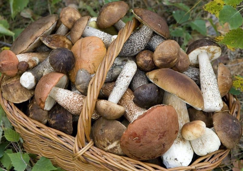 CANAVESE - Controllo funghi: aprono i centri micologici dell'Asl To4 a Ivrea, Ciriè e Settimo