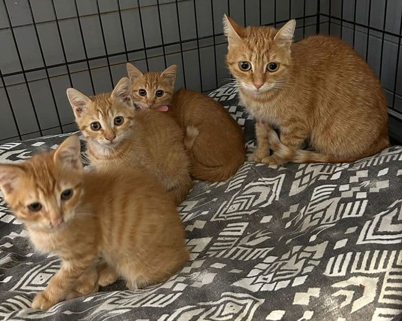 IVREA - Dodici mici salvati da morte certa nel giro di poche ore: il gattile è zeppo di quattro zampe in cerca di famiglia - FOTO