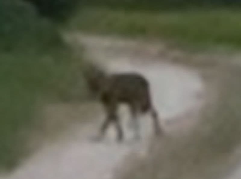 CASTELLAMONTE - Avvistato un lupo nelle campagne di frazione Spineto - VIDEO