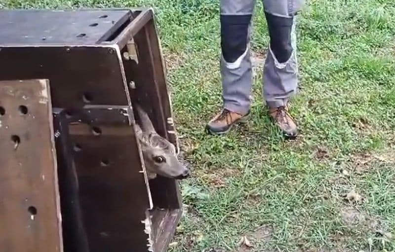 VALPERGA - Capriolo caduto nel canale, salvato dai vigili del fuoco: curato e rimesso in libertà dal Canc - VIDEO