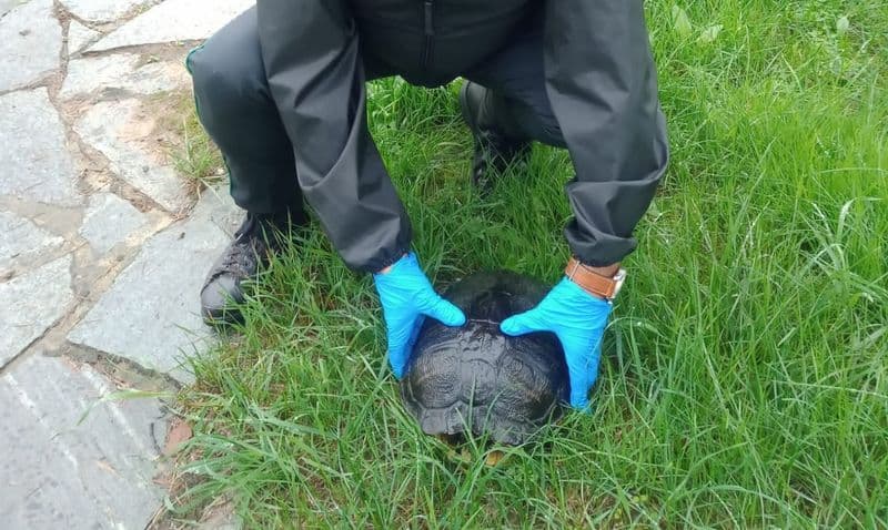 RIVAROLO CANAVESE-BOSCONERO - Tartaruga dalle orecchie gialle recuperata dalle Guardie ambientali - FOTO