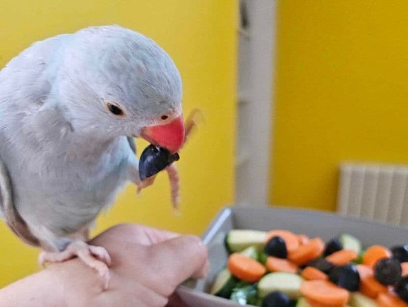 VAUDA CANAVESE - Smarrito parrocchetto dal collare, la sua famiglia lo cerca disperatamente