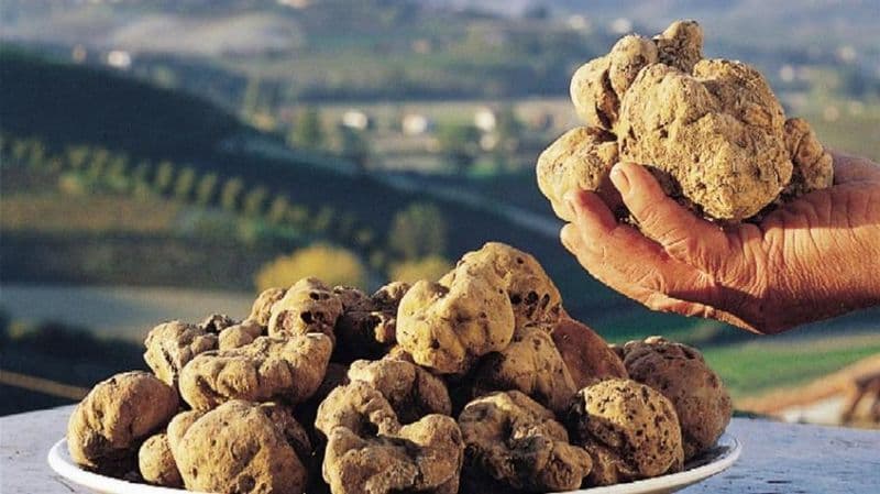 PIEMONTE - Dal 1 ottobre la «cerca» del tartufo