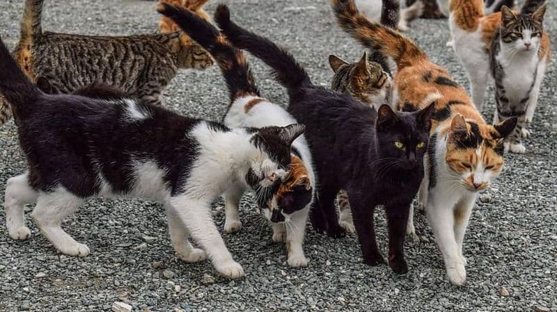 CALUSO-BORGIALLO-BRANDIZZO - Finanziati i progetti per gatti randagi e colonie feline
