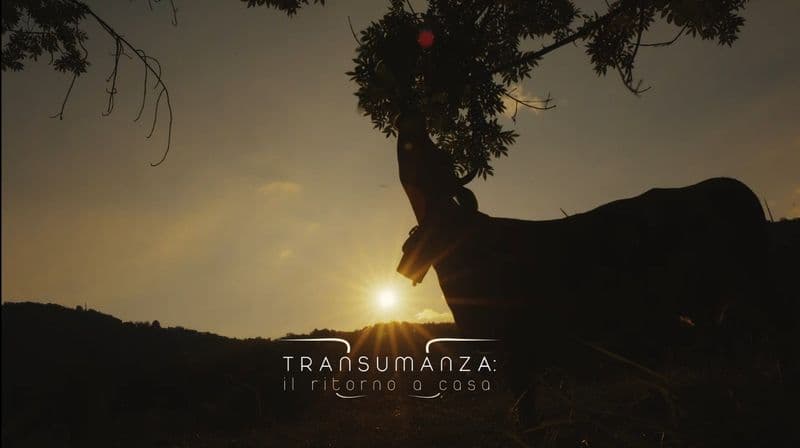 TELEVISIONE - La Transumanza, un'antica tradizione piemontese
