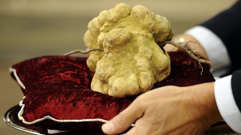 FOOD – Al via in Piemonte la stagione del tartufo