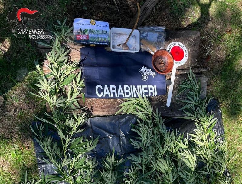 VAL DI CHY - Coltivano marijuana in un loro terreno: denunciati i due proprietari olandesi