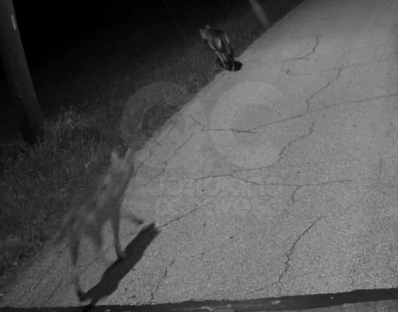 LUPI IN CANAVESE - Due esemplari a spasso tra le case di Cintano ripresi dalle telecamere - FOTO
