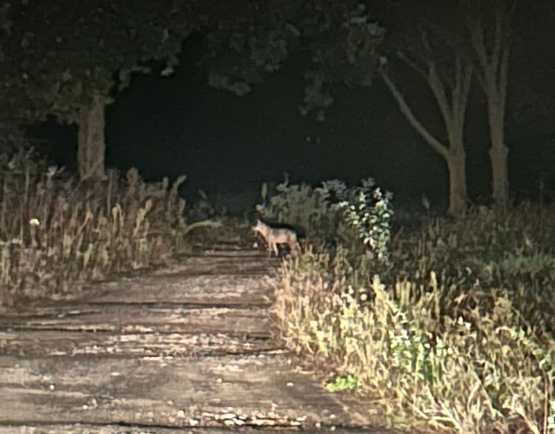 CASTELLAMONTE - Avvistato un lupo nella zona di via Barengo nel cuore della notte - VIDEO