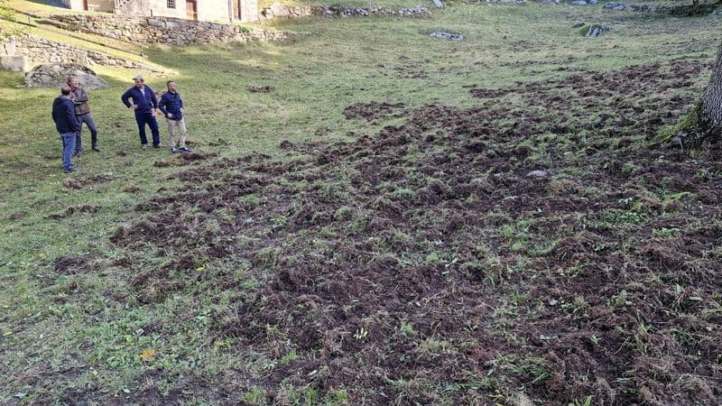 SETTIMO VITTONE - Cinghiali scatenati, danni oltre i 1400 metri nel 60% dei prati - FOTO