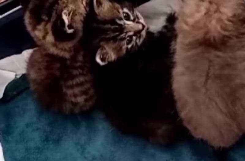 IVREA - Quattro micini abbandonati in un sacchetto di plastica vicino alla spazzatura: salvi per miracolo