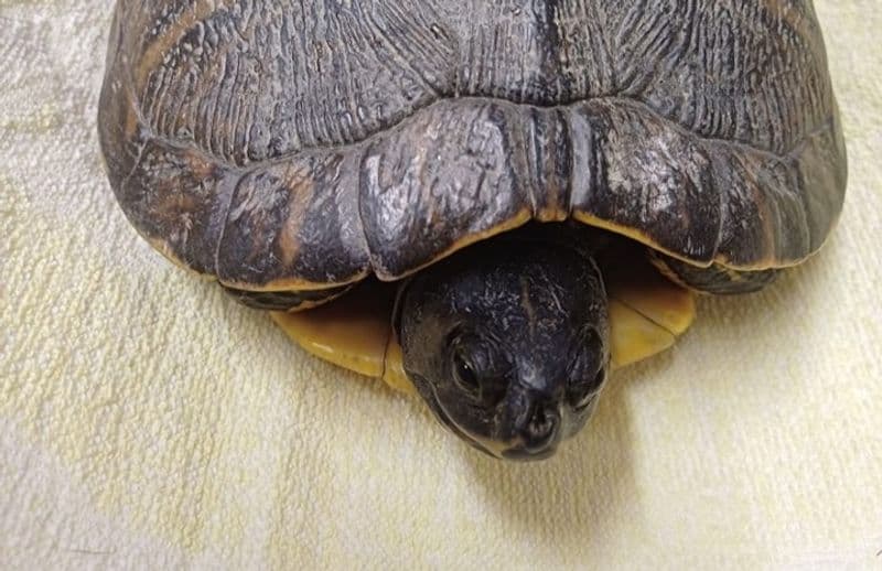 LEINI - Trovata una tartaruga «Trachemys Scripta Scripta» nel parcheggio dei Tetti blu - FOTO