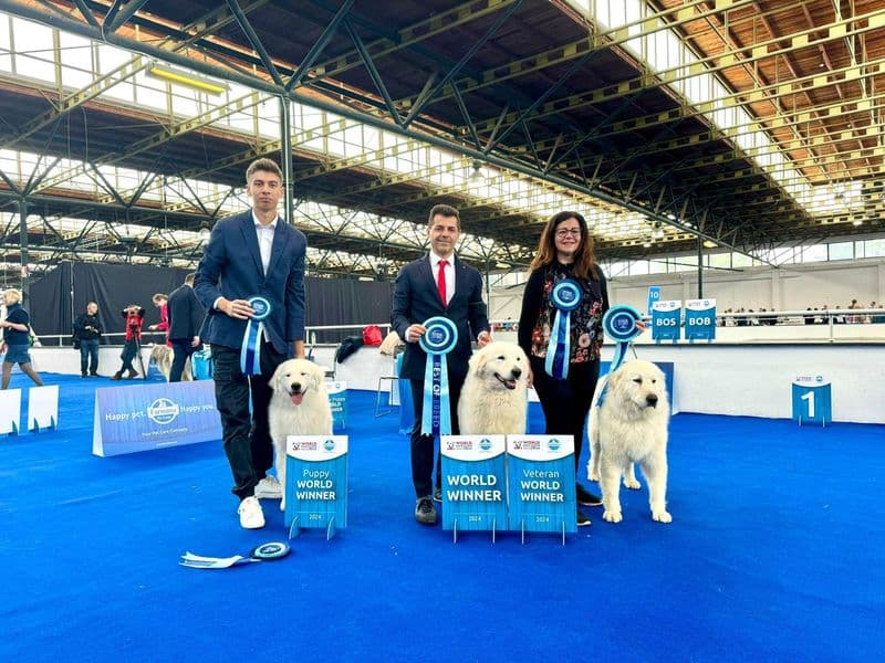 CASTELLAMONTE - I pastori maremmani abruzzesi Mawey e Virna sono campioni del mondo - FOTO e VIDEO