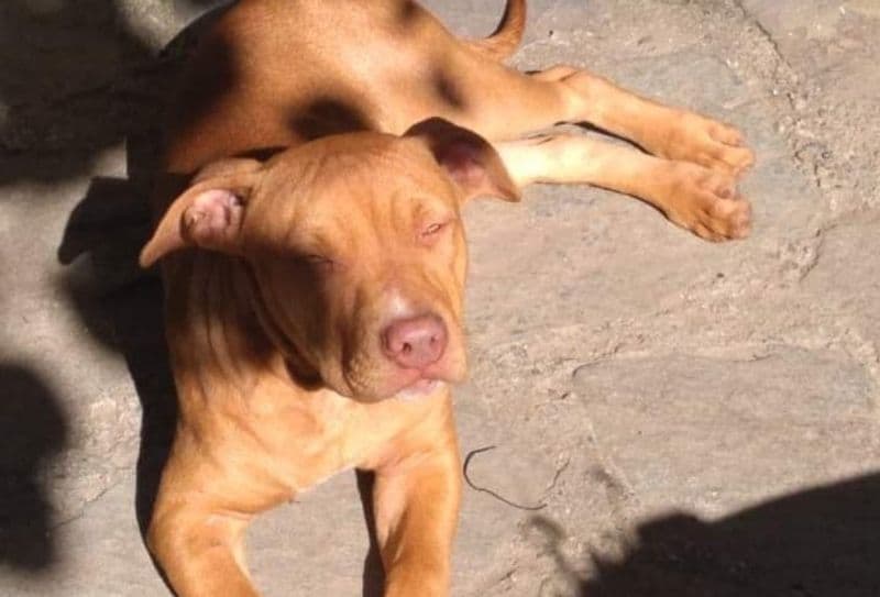 LOCANA - Ritrovata Asia, giovane esemplare di pitbull di appena cinque mesi