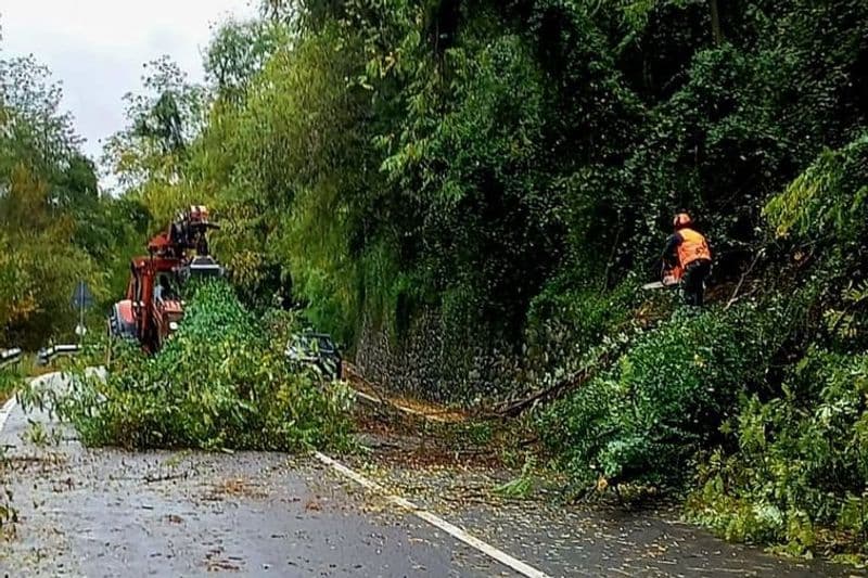 ROCCA CANAVESE - Albero crolla sulla provinciale, riaperta la strada grazie all'intervento di carabinieri e privati - FOTO
