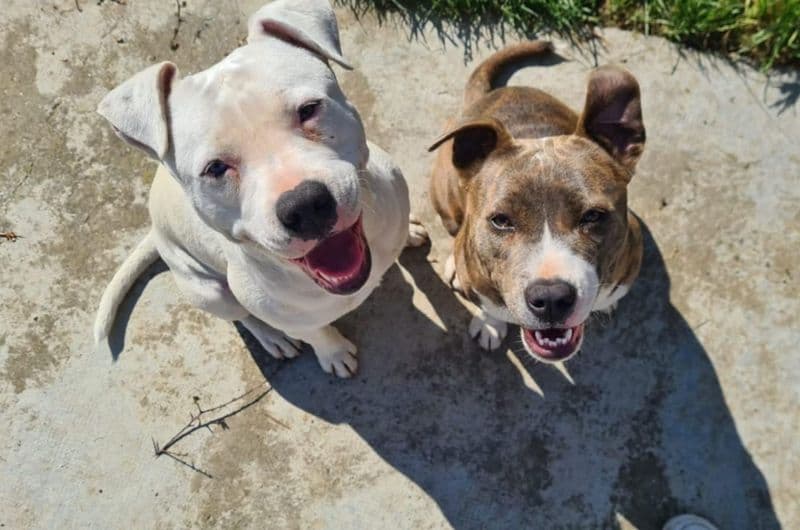 MAZZE' - Appello per ritrovare questi due cani smarriti