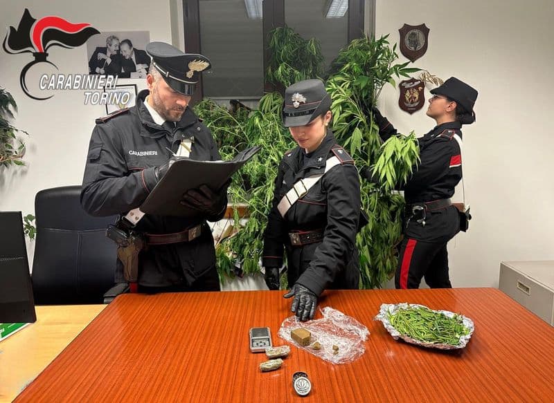 CINTANO - Coltiva piante di marijuana gigante in giardino: 38enne beccato dai carabinieri