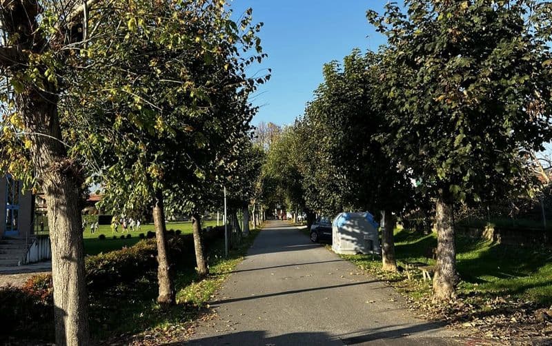 AGLIE' - Alberi malati in viale Rimembranza e strada Bairo: quelli compromessi saranno abbattuti