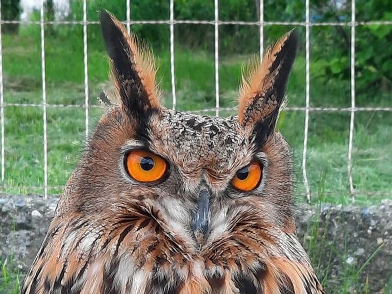 CORIO - A più di tre mesi dalla scomparsa è stato ritrovato il gufo reale Giulietta