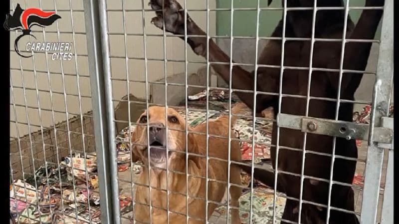 CHIVASSO - Vendita illegale di cuccioli di cane: tre italiani arrestati dai carabinieri forestali. Tra gli indagati anche dei veterinari - VIDEO