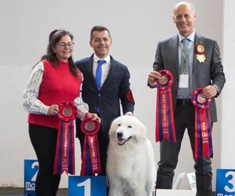 CASTELLAMONTE - Ancora trionfi per «La Quercia Bianca»: il pastore maremmano Virna è campione d'Europa - VIDEO