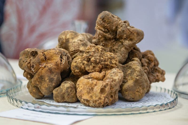 FOOD – Una gita ad Asti per gustare i gioielli del territorio