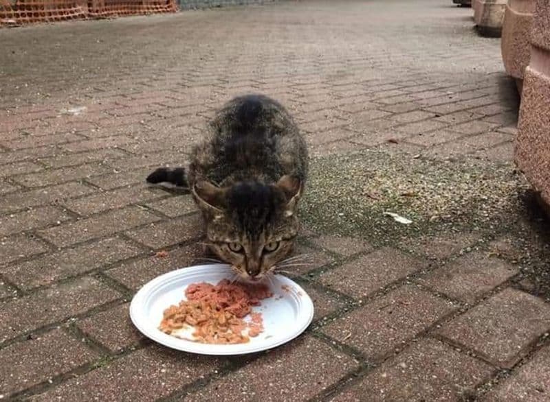 BORGARO - Buon ponte «Boss»: addio al dolce gattino mascotte del Comune