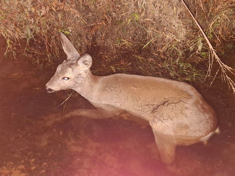 CHIVASSO - Papà e figlia salvano un cerbiatto caduto nella roggia che rischiava di morire per il freddo - FOTO