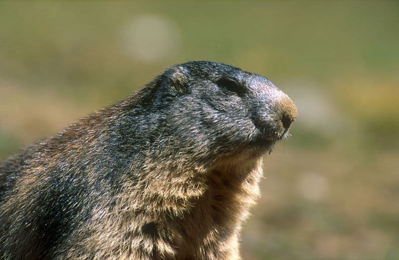 GRAN PARADISO - Marmotte in letargo, quante supereranno l'inverno? Ecco i risultati dello studio scientifico