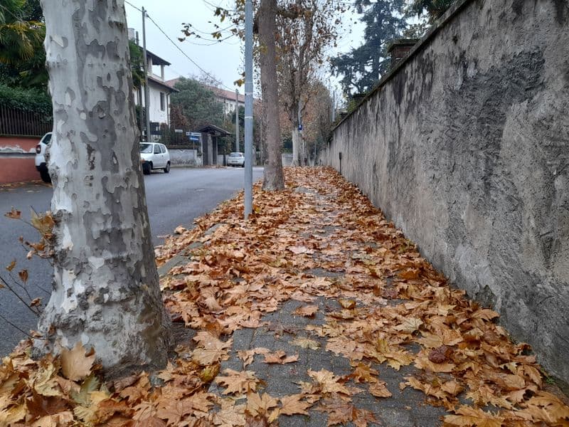 CUORGNE' - «Mucchi di foglie sui marciapiedi: viale Matteotti trascurato»