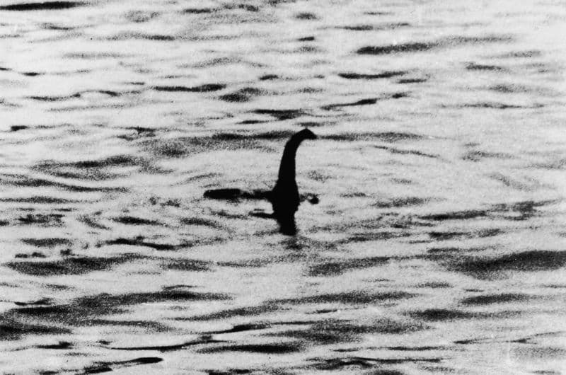 MISTERI - Il mostro di Loch Ness? È un cigno