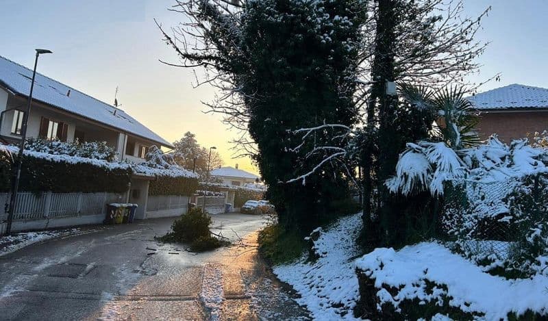 VOLPIANO - «Alberi ammalorati e pericolosi in via Monviso: qualcuno intervenga prima che succeda una tragedia»