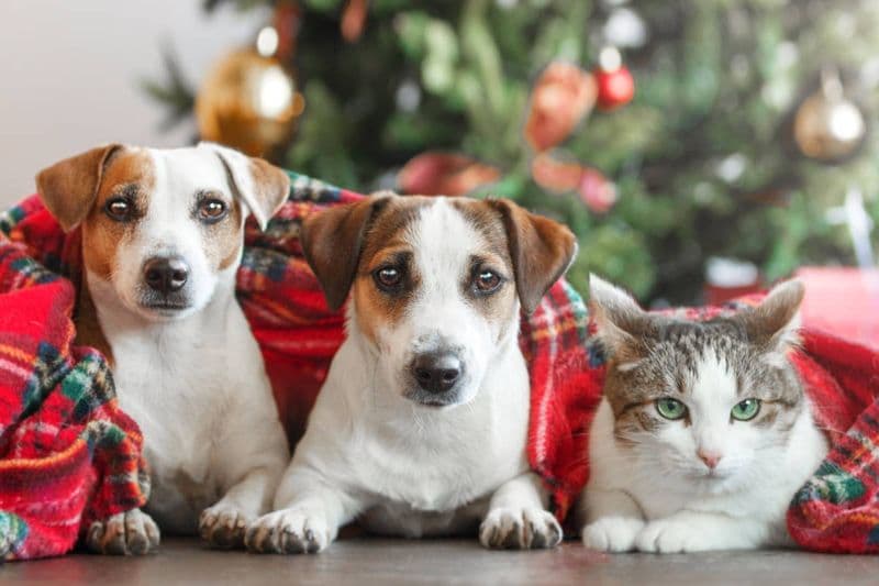 CANAVESE - Appello di 43 sindaci e amministratori: «A Capodanno facciamo esplodere la gioia non i botti»