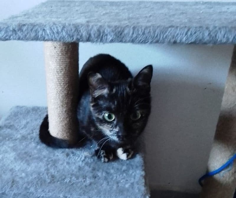 ALBIANO D'IVREA - Lanciata dal finestrino come se fosse spazzatura la sera di San Silvestro