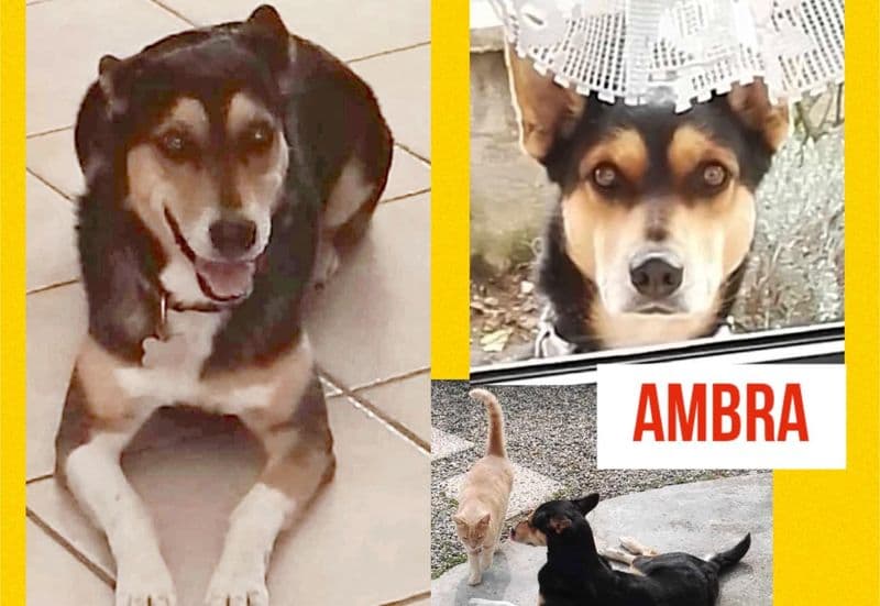 VOLPIANO - Scappa terrorizzata dai botti e sparisce nel nulla: appello per ritrovare Ambra