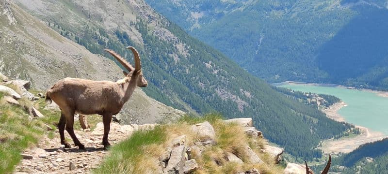 GRAN PARADISO - Cambia il clima, diminuiscono stambecchi e camosci nel Parco nazionale più antico d'Italia
