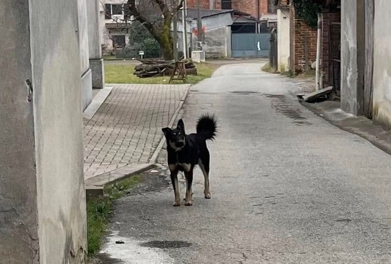 CASTELLAMONTE - Cane incustodito e aggressivo si aggira tra i cortili delle case. Il sindaco: «Chiamate la polizia locale»