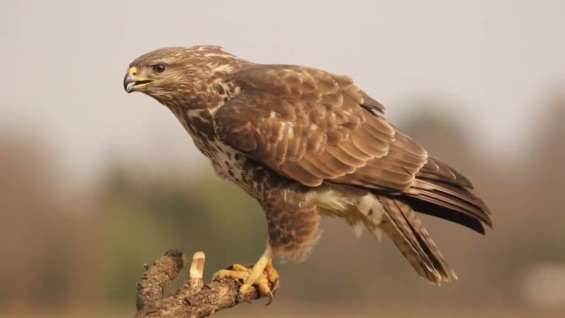 CUORGNE' - La straordinaria storia della poiana Fierobecco, salvata al Canc di Grugliasco