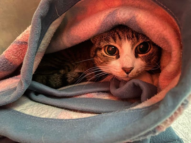 IVREA - Appello per trovare una famiglia a Carlotta, finita in gattile perché la sua umana è stata trasferita in una Rsa