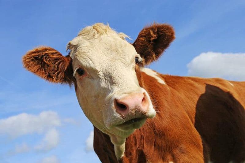 SPARONE - Mucche abbattute, gli animalisti indignati scrivono alla procura di Ivrea e al prefetto di Torino