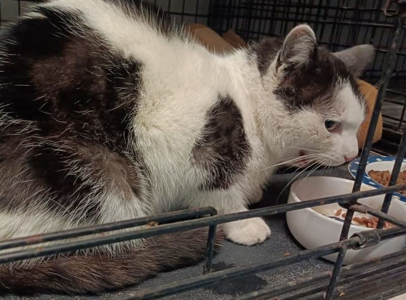 COLLERETTO GIACOSA - Ritrovato il gatto Bino: era sparito a novembre e ha camminato per chilometri