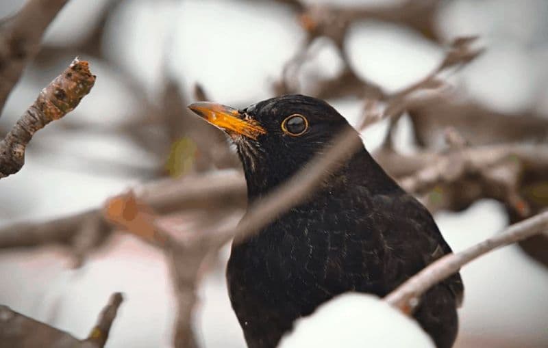 I giorni della Merla